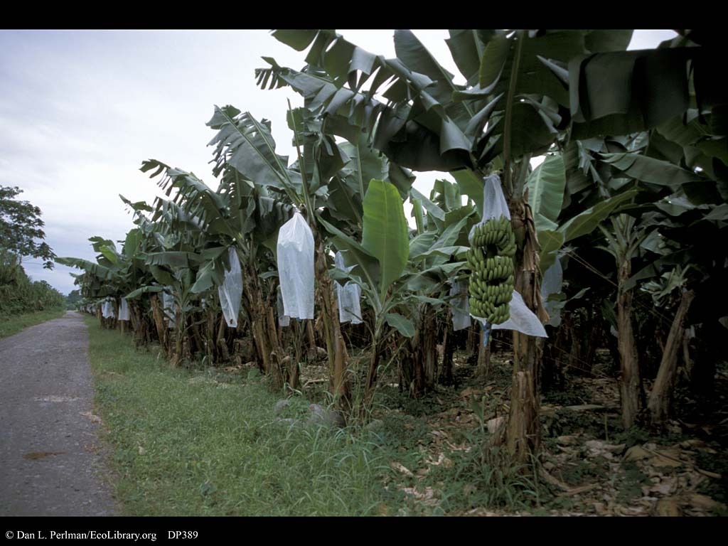 http://ecolibrary.org/images/full_image/Banana_plantation_Costa_Rica_DP389.jpg