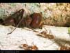 Leaf cutter ant castes 