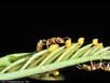 Ant collecting food bodies 