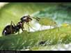 Ant tending aphid 