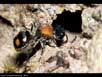 Velvet ant 