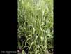 Six-rowed barley 