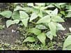 Lima bean bush 