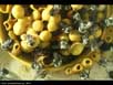 Bumblebee nest 