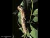 Butterfly mature larva 