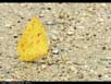 Butterfly "puddling" 
