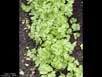 Coriander 