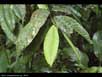 Epiphylls on leaves 