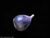 Fig 
