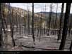 Forest fire aftermath 