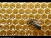 Honeybee nest 