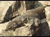 Basking hyraxes 