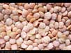 Red lentils 
