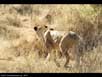 Lioness stalking 