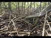 Mangrove stilt roots 