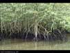 Red mangroves 