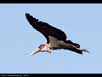 Marabou stork 
