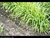 African millet 
