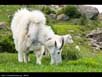 Molting mountain goat 