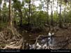 Panorama: pandanus swamp 