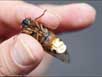 Seventeen-year cicada with fungus 