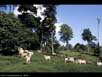 Cattle pasture 