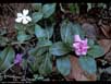 Anticancer plant 