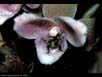 Orchid and orchid bee 