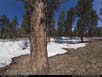 Panorama: ponderosa pine forest 