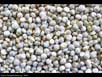 Quinoa 