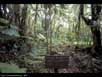 Second growth rainforest 