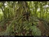 Panorama: rainforest strangler fig 