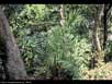 Rattan palm 