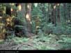 Redwoods forest 