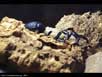 Scorpion under normal light 