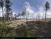 Panorama: forest fire site 