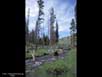 Burnt logs, Yellowstone 