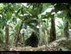 Banana plantation 