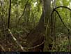 Panorama: tropical rainforest 
