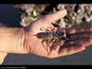 Whip scorpion 