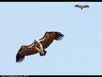 Vultures in flight 