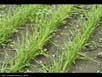 Durum wheat 