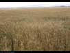 Dwarf wheat growing 