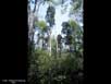 White cedar swamp 