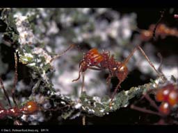 Leaf cutter ant and fungus garden
