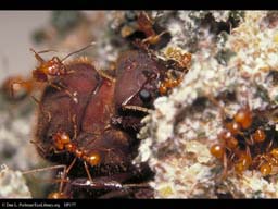 Leaf cutter ant queen in nest