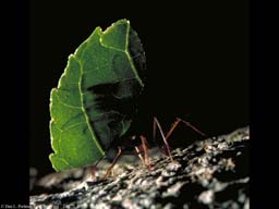 Leaf cutter ant with leaf, Costa Rica