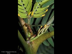 Bullhorn acacia and ant mutualism: ant feeding at extra-floral nectary, Costa Rica