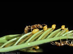 Bullhorn acacia and ant mutualism: ant collecting Beltian bodies, Costa Rica