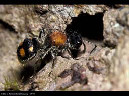 Aposematic coloration: velvet ant, Costa Rica